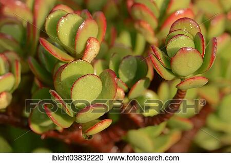 Stock Image - "Silver Dollar Plant (Crassula arborescens), leaves, native to South Africa". Fotosearch