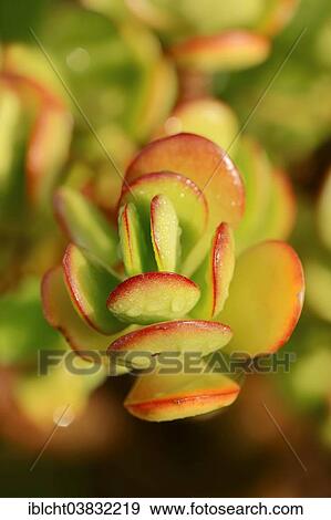 "Silver Dollar Plant (Crassula arborescens), leaves, native to South Africa" View Large Photo Image Stock Photo - "Silver Dollar Plant (Crassula arborescens), leaves, native to South Africa". Fotosearch