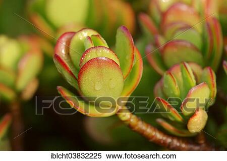 Stock Photography - "Silver Dollar Plant (Crassula arborescens), leaves, native to South Africa". Fotosearch