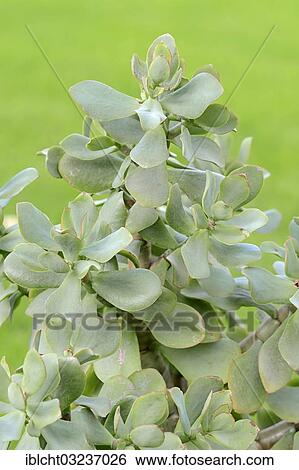 Stock Photograph - "Silver-Dollar Plant, Money tree or Penny Tree (Crassula arborescens)". Fotosearch