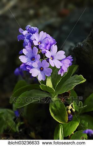 "Silver-edged primrose (Primula marginata), flowering, occurrence in the West Alps in Italy and France, North Rhine-Westphalia, Germany, Europe" View Large Photo Image Stock Image - "Silver-edged primrose (Primula marginata), flowering, occurrence in the West Alps in Italy and France, North Rhine-Westphalia, Germany, Europe". Fotosearch