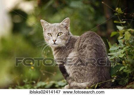 Silver gray tabby cat sitting in the bushes View Large Photo Image Stock Photo - Silver gray tabby cat sitting in the bushes. Fotosearch