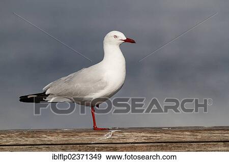 "Silver Gull (Larus novaehollandiae), adult, standing on one leg, on wooden railing, Western Australia, Australia, Oceania" View Large Photo Image Stock Photo - "Silver Gull (Larus novaehollandiae), adult, standing on one leg, on wooden railing, Western Australia, Australia, Oceania". Fotosearch