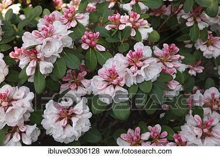 "Silver Jubilee"""" Rhododendron variety (Rhododendron hybrid """"Silver Jubilee"""") cultivar, flowering, Germany, Europe" View Large Photo Image Stock Photo - "Silver Jubilee"""" Rhododendron variety (Rhododendron hybrid """"Silver Jubilee"""") cultivar, flowering, Germany, Europe". Fotosearch