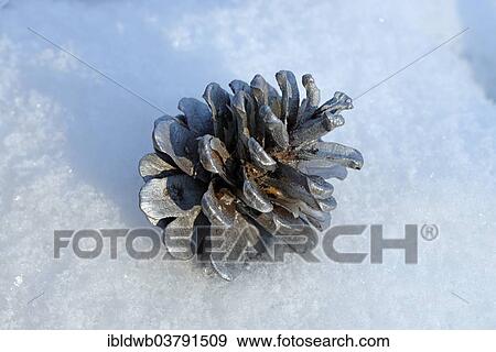 "Silver pine cone, decoration" View Large Photo Image Stock Photo - "Silver pine cone, decoration". Fotosearch