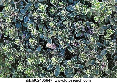 Stock Photo - "Silver Queen Lemon Thyme (Thymus citriodorus), North Rhine-Westphalia, Germany, Europe". Fotosearch