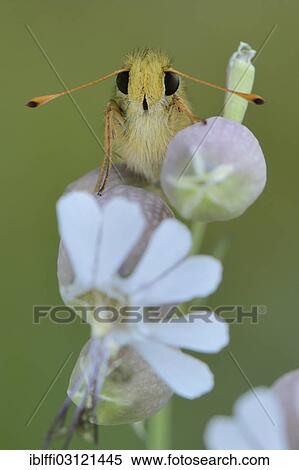 Stock Photography - "Silver-spotted Skipper, Common Branded Skipper or Holarctic Grass Skipper (Hesperia comma), perched on a Bladder Campion (Silene vulgaris), Valle Verzasca, Kanton Tessin, Switzerland, Europe". Fotosearch