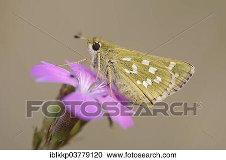 "Silver-spotted Skipper (Hesperia comma) perched on a Maiden Pink (Dianthus deltoides), Thuringia, Germany, Europe" View Large Photo Image Stock Image - "Silver-spotted Skipper (Hesperia comma) perched on a Maiden Pink (Dianthus deltoides), Thuringia, Germany, Europe". Fotosearch
