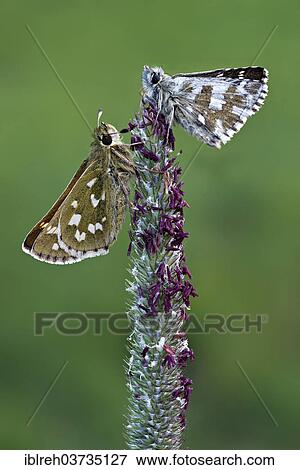 Stock Photo - "Silver-spotted Skipper (Hesperia comma), left, and a Grizzled Skipper (Pyrgus malvae), right, Seewertal, Otztaler Alpen, South Tyrol province, Trentino-Alto Adige, Italy, Europe". Fotosearch