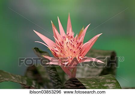 "Silver Vase or Urn Plant (Aechmea fasciata), flower, houseplant" View Large Photo Image Stock Photograph - "Silver Vase or Urn Plant (Aechmea fasciata), flower, houseplant". Fotosearch