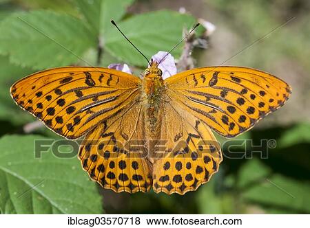 "Silver-washed Fritillary (Argynnis paphia) on a bramble flower, Hesse, Germany, Europe" View Large Photo Image Stock Photo - "Silver-washed Fritillary (Argynnis paphia) on a bramble flower, Hesse, Germany, Europe". Fotosearch