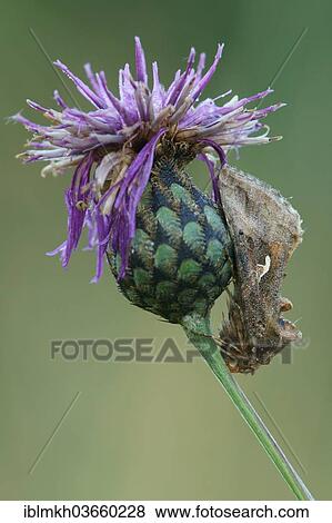 "Silver Y (Autographa gamma), Hesse, Germany, Europe" View Large Photo Image Stock Photo - "Silver Y (Autographa gamma), Hesse, Germany, Europe". Fotosearch