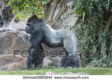 "Silverback, Western Lowland Gorilla (Gorilla gorilla gorilla), Loro Parque, Puerto de la Cruz, Santa Cruz de Tenerife, Tenerife, Canary Islands, Spain, Europe" View Large Photo Image Picture - "Silverback, Western Lowland Gorilla (Gorilla gorilla gorilla), Loro Parque, Puerto de la Cruz, Santa Cruz de Tenerife, Tenerife, Canary Islands, Spain, Europe". Fotosearch