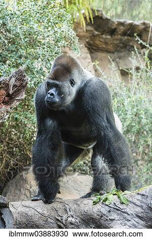 "Silverback, Western Lowland Gorilla (Gorilla gorilla gorilla), Loro Parque, Puerto de la Cruz, Santa Cruz de Tenerife, Tenerife, Canary Islands, Spain, Europe" View Large Photo Image Stock Image - "Silverback, Western Lowland Gorilla (Gorilla gorilla gorilla), Loro Parque, Puerto de la Cruz, Santa Cruz de Tenerife, Tenerife, Canary Islands, Spain, Europe". Fotosearch