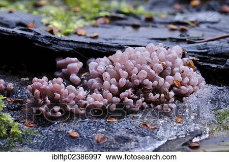 "Silverleaf Fungus (Chondrostereum purpureum), fruiting bodies, growing on dead wood, Sevenoaks Wildlife Reserve, Kent, England, United Kingdom, Europe" View Large Photo Image Stock Photo - "Silverleaf Fungus (Chondrostereum purpureum), fruiting bodies, growing on dead wood, Sevenoaks Wildlife Reserve, Kent, England, United Kingdom, Europe". Fotosearch
