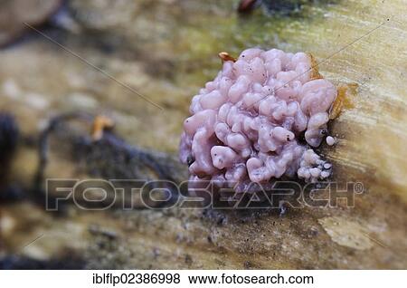 "Silverleaf Fungus (Chondrostereum purpureum), fruiting bodies, growing on dead wood, Sevenoaks Wildlife Reserve, Kent, England, United Kingdom, Europe" View Large Photo Image Stock Photo - "Silverleaf Fungus (Chondrostereum purpureum), fruiting bodies, growing on dead wood, Sevenoaks Wildlife Reserve, Kent, England, United Kingdom, Europe". Fotosearch