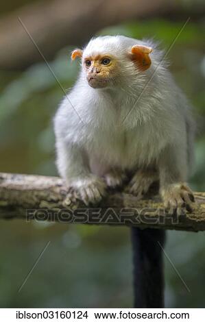 Picture - "Silvery Marmoset (Callithrix argentata, Mico argentatus), adult, captive, Krefeld, North Rhine-Westphalia, Germany, Europe". Fotosearch
