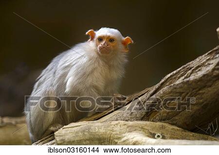 "Silvery Marmoset (Callithrix argentata, Mico argentatus), adult, captive, Krefeld, North Rhine-Westphalia, Germany, Europe" View Large Photo Image Picture - "Silvery Marmoset (Callithrix argentata, Mico argentatus), adult, captive, Krefeld, North Rhine-Westphalia, Germany, Europe". Fotosearch