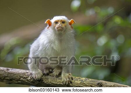 "Silvery Marmoset (Callithrix argentata, Mico argentatus), adult, captive, Krefeld, North Rhine-Westphalia, Germany, Europe" View Large Photo Image Stock Image - "Silvery Marmoset (Callithrix argentata, Mico argentatus), adult, captive, Krefeld, North Rhine-Westphalia, Germany, Europe". Fotosearch