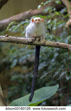 "Silvery Marmoset (Callithrix argentata, Mico argentatus), adult, captive, Krefeld, North Rhine-Westphalia, Germany, Europe" View Large Photo Image Stock Photograph - "Silvery Marmoset (Callithrix argentata, Mico argentatus), adult, captive, Krefeld, North Rhine-Westphalia, Germany, Europe". Fotosearch