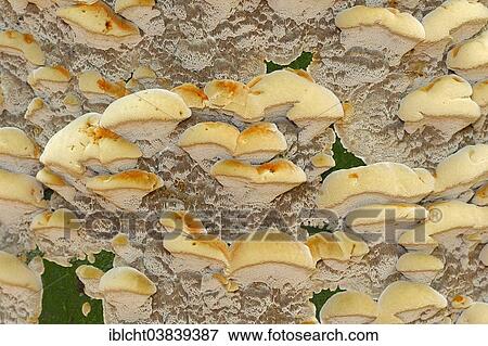 "Silvery Porecrust (Inonotus nodulosus), North Rhine-Westphalia, Germany, Europe" View Large Photo Image Stock Photo - "Silvery Porecrust (Inonotus nodulosus), North Rhine-Westphalia, Germany, Europe". Fotosearch