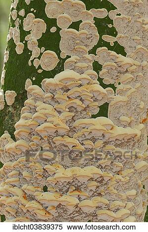 "Silvery Porecrust (Inonotus nodulosus), North Rhine-Westphalia, Germany, Europe" View Large Photo Image Stock Photography - "Silvery Porecrust (Inonotus nodulosus), North Rhine-Westphalia, Germany, Europe". Fotosearch