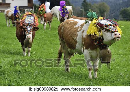 "Simmental cattle (Bos primigenius taurus) on pasture after alp returning with traditional headdress, near Breitenbach, Tyrol, Austria, Europe" View Large Photo Image Stock Photography - "Simmental cattle (Bos primigenius taurus) on pasture after alp returning with traditional headdress, near Breitenbach, Tyrol, Austria, Europe". Fotosearch