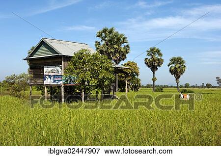 "Simple house on stilts, a rice farmer in a field with green Rice (Oryza sativa) and Sugar Palms (Borassus flabellifer) at the back, Siem Reap, Cambodia, Southeast Asia, Asia" View Large Photo Image Stock Photo - "Simple house on stilts, a rice farmer in a field with green Rice (Oryza sativa) and Sugar Palms (Borassus flabellifer) at the back, Siem Reap, Cambodia, Southeast Asia, Asia". Fotosearch