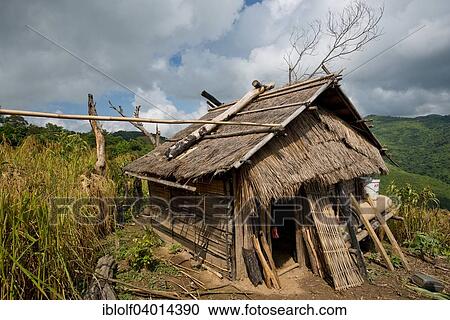 "Simple straw and bamboo hut of the Akka mountain people, in a rice paddy in the mountains, Phongsali Province, Laos, Asia" View Large Photo Image Stock Image - "Simple straw and bamboo hut of the Akka mountain people, in a rice paddy in the mountains, Phongsali Province, Laos, Asia". Fotosearch