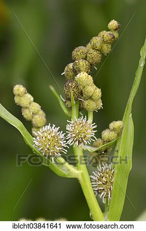 "Simplestem Bur-reed or Branched Bur-reed (Sparganium erectum, Sparganium polyedrum), flowers, North Rhine-Westphalia, Germany, Europe" View Large Photo Image Stock Image - "Simplestem Bur-reed or Branched Bur-reed (Sparganium erectum, Sparganium polyedrum), flowers, North Rhine-Westphalia, Germany, Europe". Fotosearch