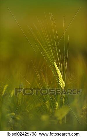 Single barley spike (Hordeum vulgare) in a barley field View Large Photo Image Stock Photo - Single barley spike (Hordeum vulgare) in a barley field. Fotosearch