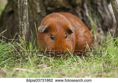 "Single-coloured red Smooth Coated Guinea Pig, Germany, Europe" View Large Photo Image Stock Image - "Single-coloured red Smooth Coated Guinea Pig, Germany, Europe". Fotosearch