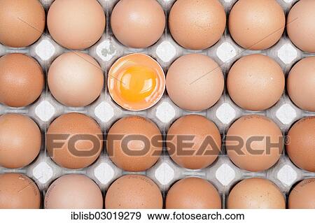 Stock Photo - "Single egg broken open between other eggs on an egg tray, Germany, Europe". Fotosearch