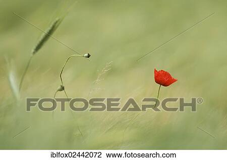 Single poppy flower (Papaver sp) in a barley field View Large Photo Image Stock Image - Single poppy flower (Papaver sp) in a barley field. Fotosearch