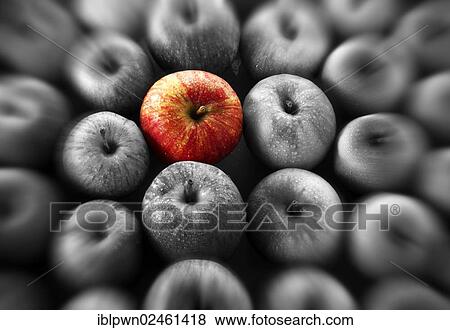 Single red apple amongst other apples View Large Photo Image Stock Photo - Single red apple amongst other apples. Fotosearch