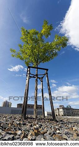 "Single tree on the grounds of the Topography of Terror memorial site, Niederkirchnerstrasse street, Berlin, Germany, Europe" View Large Photo Image Stock Photo - "Single tree on the grounds of the Topography of Terror memorial site, Niederkirchnerstrasse street, Berlin, Germany, Europe". Fotosearch