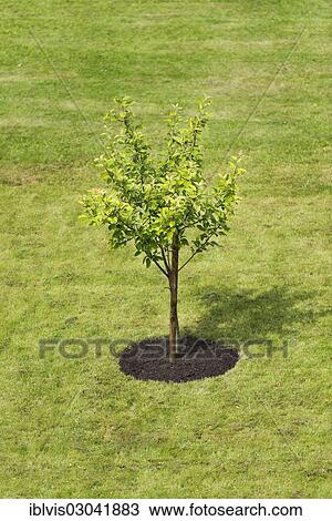 "Single tree planted on a lawn, Sweden, Europe" View Large Photo Image Stock Image - "Single tree planted on a lawn, Sweden, Europe". Fotosearch