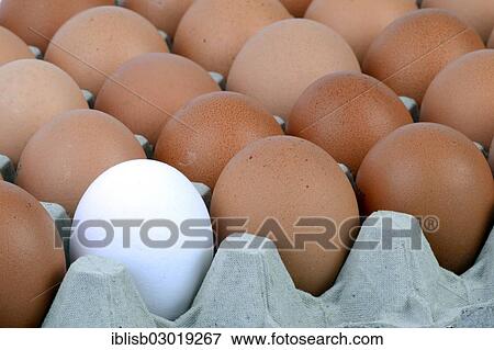 Stock Photo - "Single white egg between brown eggs on an egg tray, Germany, Europe". Fotosearch