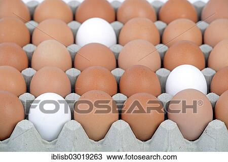 "Single white eggs between brown eggs on an egg tray, Germany, Europe" View Large Photo Image Stock Image - "Single white eggs between brown eggs on an egg tray, Germany, Europe". Fotosearch