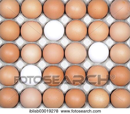 "Single white eggs between brown eggs on an egg tray, Germany, Europe" View Large Photo Image Stock Photo - "Single white eggs between brown eggs on an egg tray, Germany, Europe". Fotosearch
