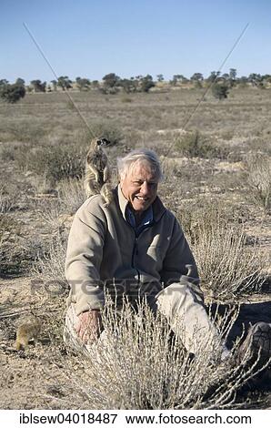Stock Photo - "Sir David Attenborough with meerkat on shoulder for BBC series The Life of Mammals, Kalahari Desert, Northern Cape, South Africa, Africa". Fotosearch