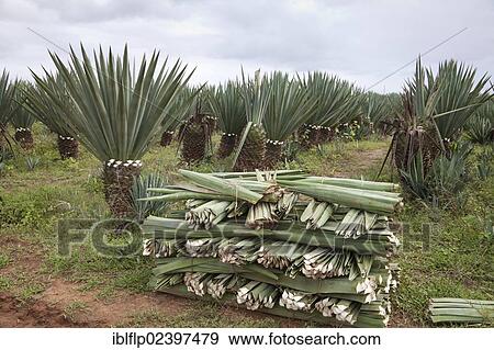 Stock Photo - "Sisal (Agave sisalana) crop, cut leaves in plantation, near Berenty, Madagascar, Africa". Fotosearch