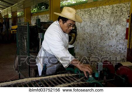 "Sisal worker at the Hacienda de Sotuta de Peon, Merida, Yucatan, Mexico, North America" View Large Photo Image Stock Photograph - "Sisal worker at the Hacienda de Sotuta de Peon, Merida, Yucatan, Mexico, North America". Fotosearch