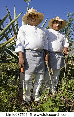 "Sisal workers in an agave field at the Hacienda de Sotuta de Peon, Merida, Yucatan, Mexico, North America" View Large Photo Image Stock Photography - "Sisal workers in an agave field at the Hacienda de Sotuta de Peon, Merida, Yucatan, Mexico, North America". Fotosearch