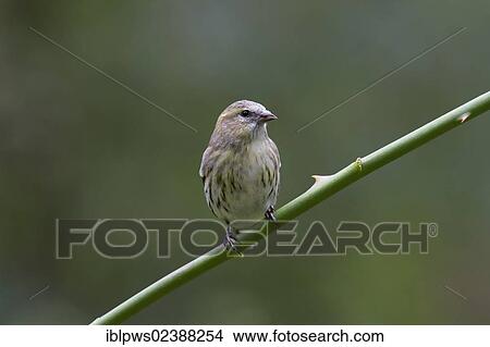 Picture - "Siskin (Carduelis spinus), female, perching, South Wales, United Kingdom, Europe". Fotosearch