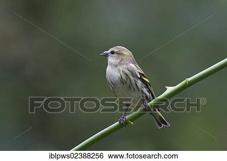 Stock Photograph - "Siskin (Carduelis spinus), female, perching, South Wales, United Kingdom, Europe". Fotosearch