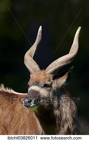 "Sitatunga or Marshbuck (Tragelaphus spekii gratus), male, native to Africa, captive, Germany, Europe" View Large Photo Image Stock Image - "Sitatunga or Marshbuck (Tragelaphus spekii gratus), male, native to Africa, captive, Germany, Europe". Fotosearch