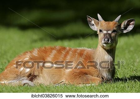 "Sitatunga or Marshbuck (Tragelaphus spekii gratus), young male, native to Africa, captive, Germany, Europe" View Large Photo Image Stock Photography - "Sitatunga or Marshbuck (Tragelaphus spekii gratus), young male, native to Africa, captive, Germany, Europe". Fotosearch