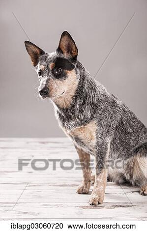 "Sitting Australian Cattle Dog, young dog" View Large Photo Image Stock Image - "Sitting Australian Cattle Dog, young dog". Fotosearch