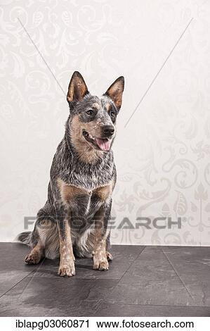 "Sitting Australian Cattle Dog, young dog" View Large Photo Image Stock Image - "Sitting Australian Cattle Dog, young dog". Fotosearch